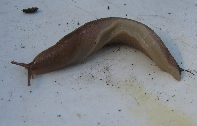 Limax montanus da Sopramonte (TN)